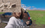 自驾西藏，我被一群狼盯上