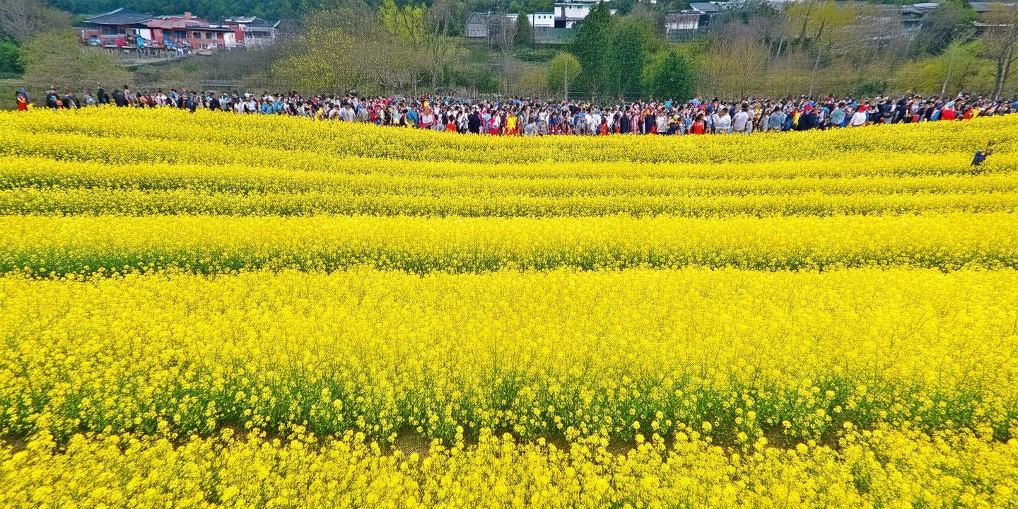 耒阳市永济镇万亩油茶花海惊艳绽放,百万游客纷至沓来,旅游收入突破2亿元