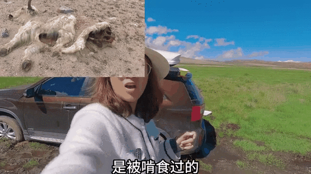 自驾西藏,我被一群狼盯上
