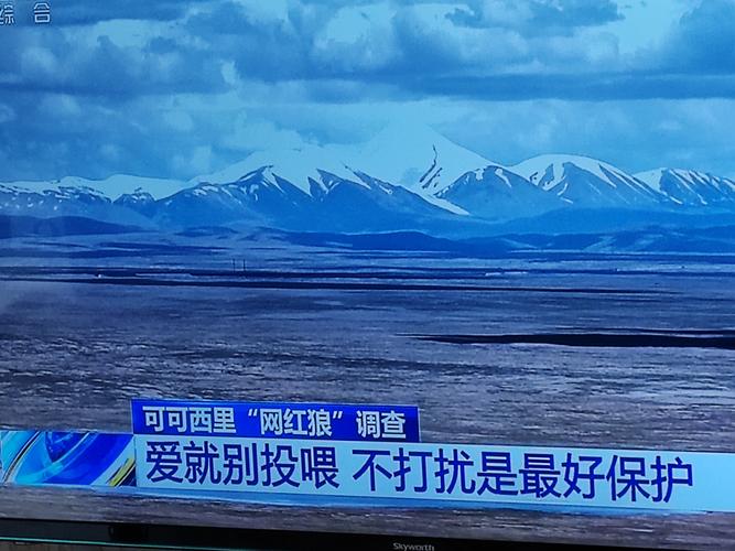 自驾西藏,我被一群狼盯上